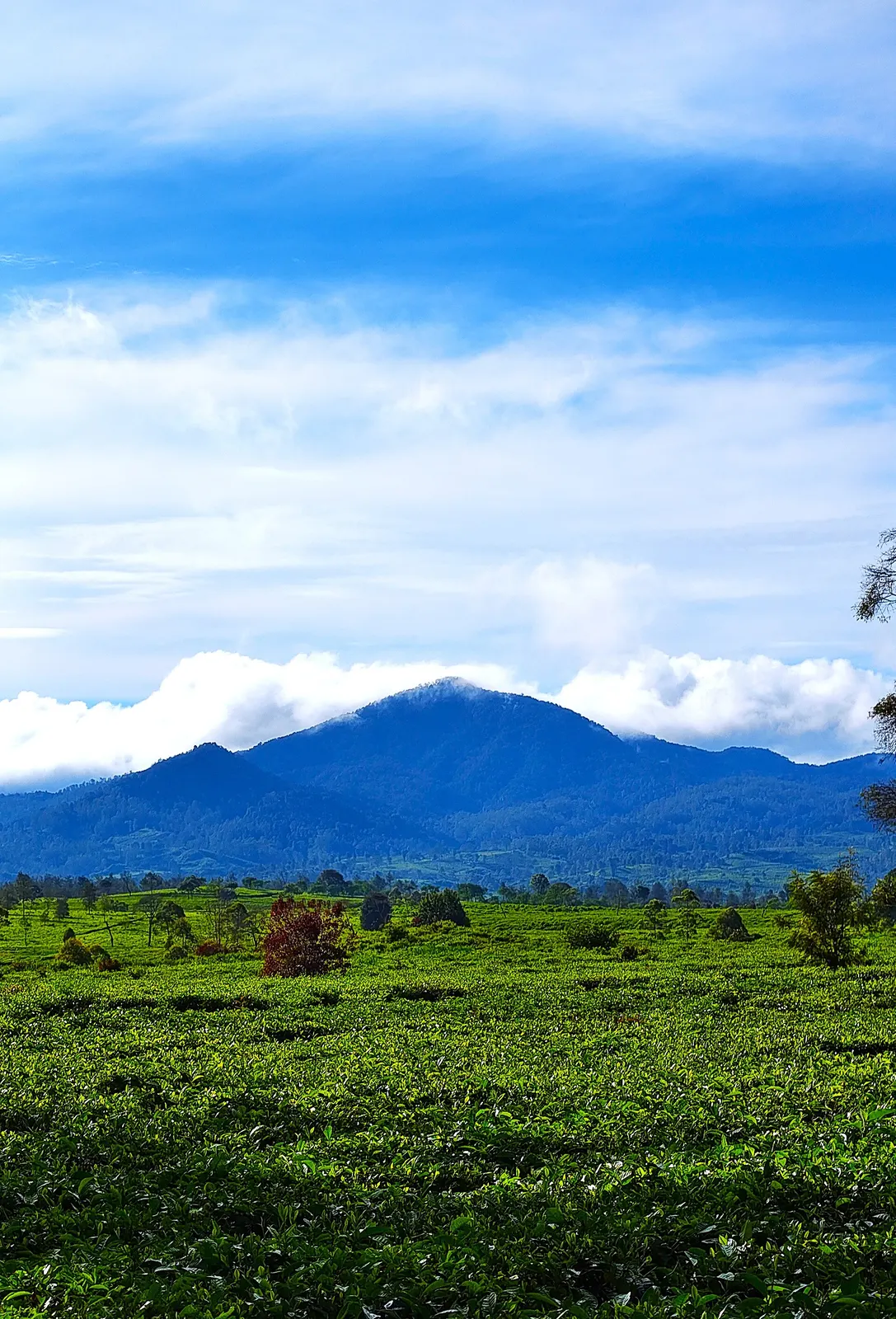 Malabar highlands, Pangalengan